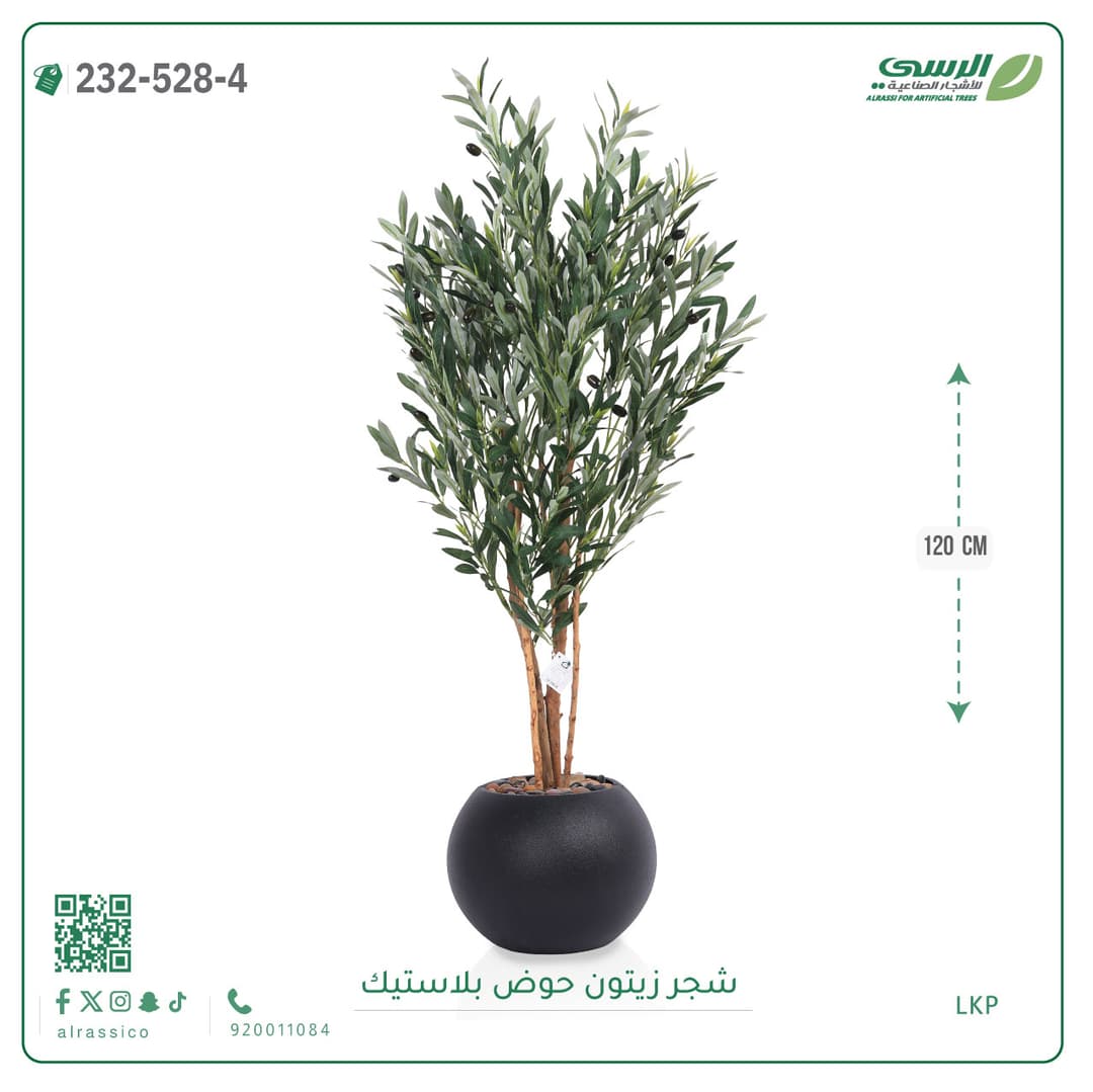 شجر زيتون حوض بلاستيك دائرى