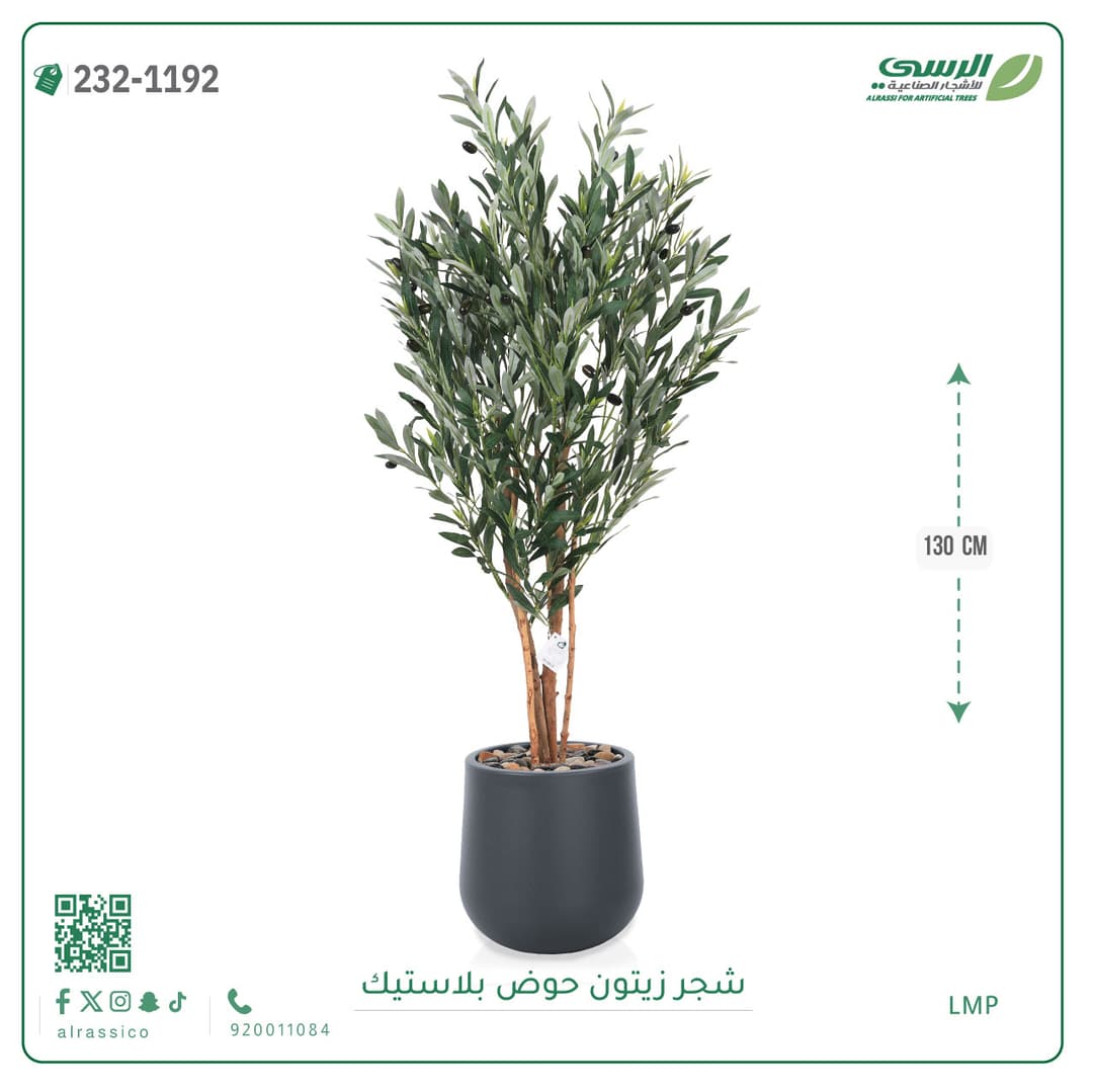 شجر زيتون حوض بلاستيك دائرى