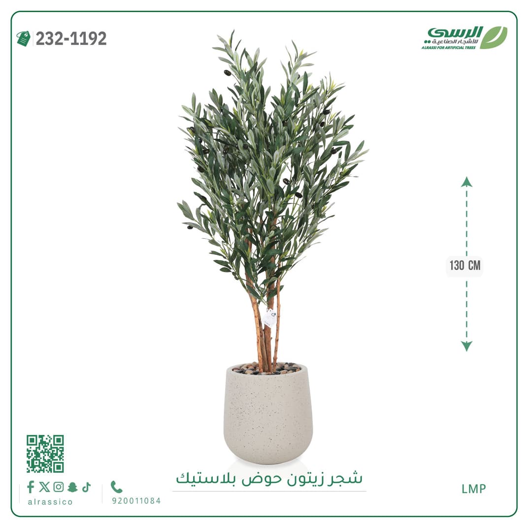 شجر زيتون حوض بلاستيك دائرى