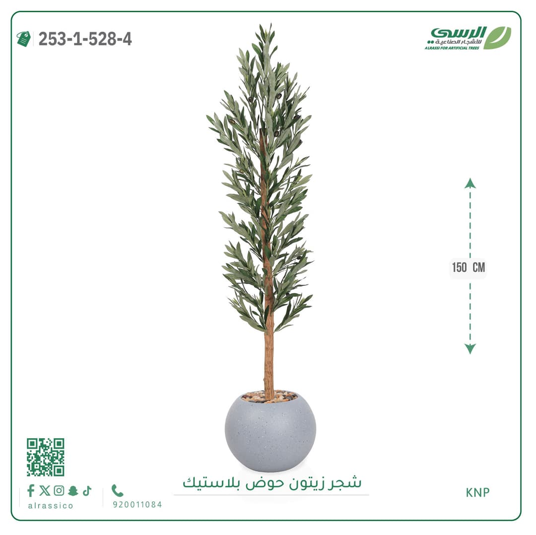 شجر زيتون حوض بلاستيك دائرى