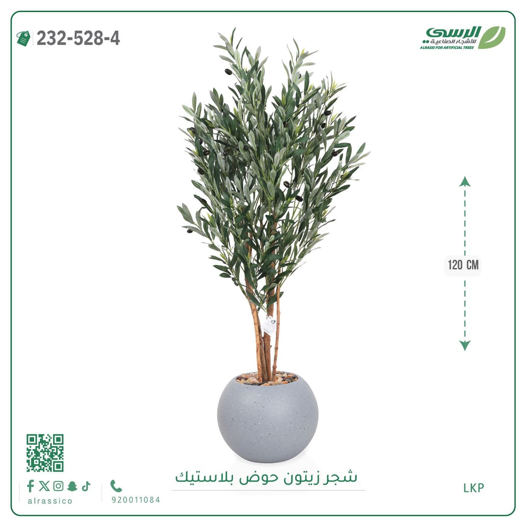 شجر زيتون حوض بلاستيك دائرى
