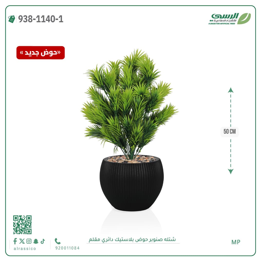 Pine Plant in Striped Round Plastic Pot