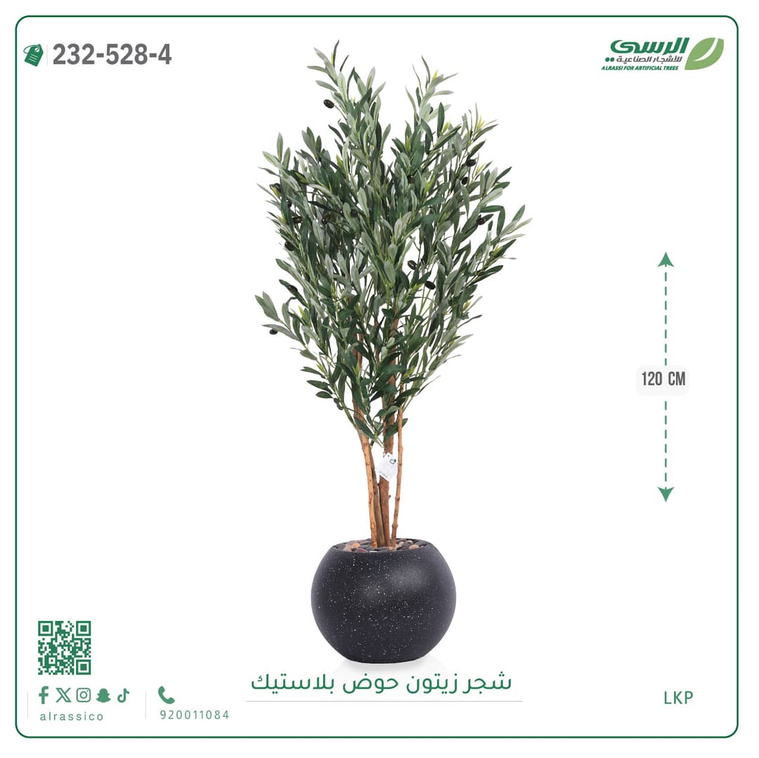 شجر زيتون حوض بلاستيك دائرى