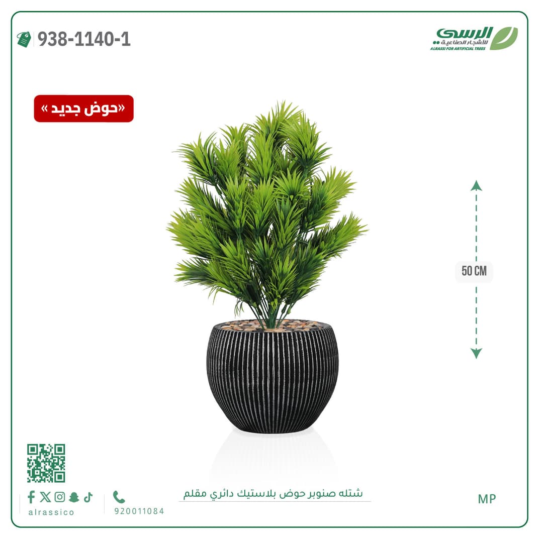 Pine Plant in Striped Round Plastic Pot