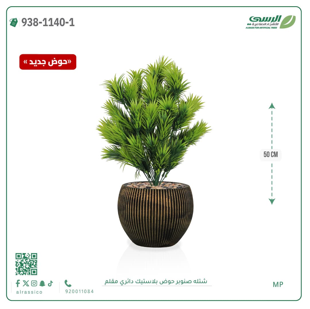 Pine Plant in Striped Round Plastic Pot