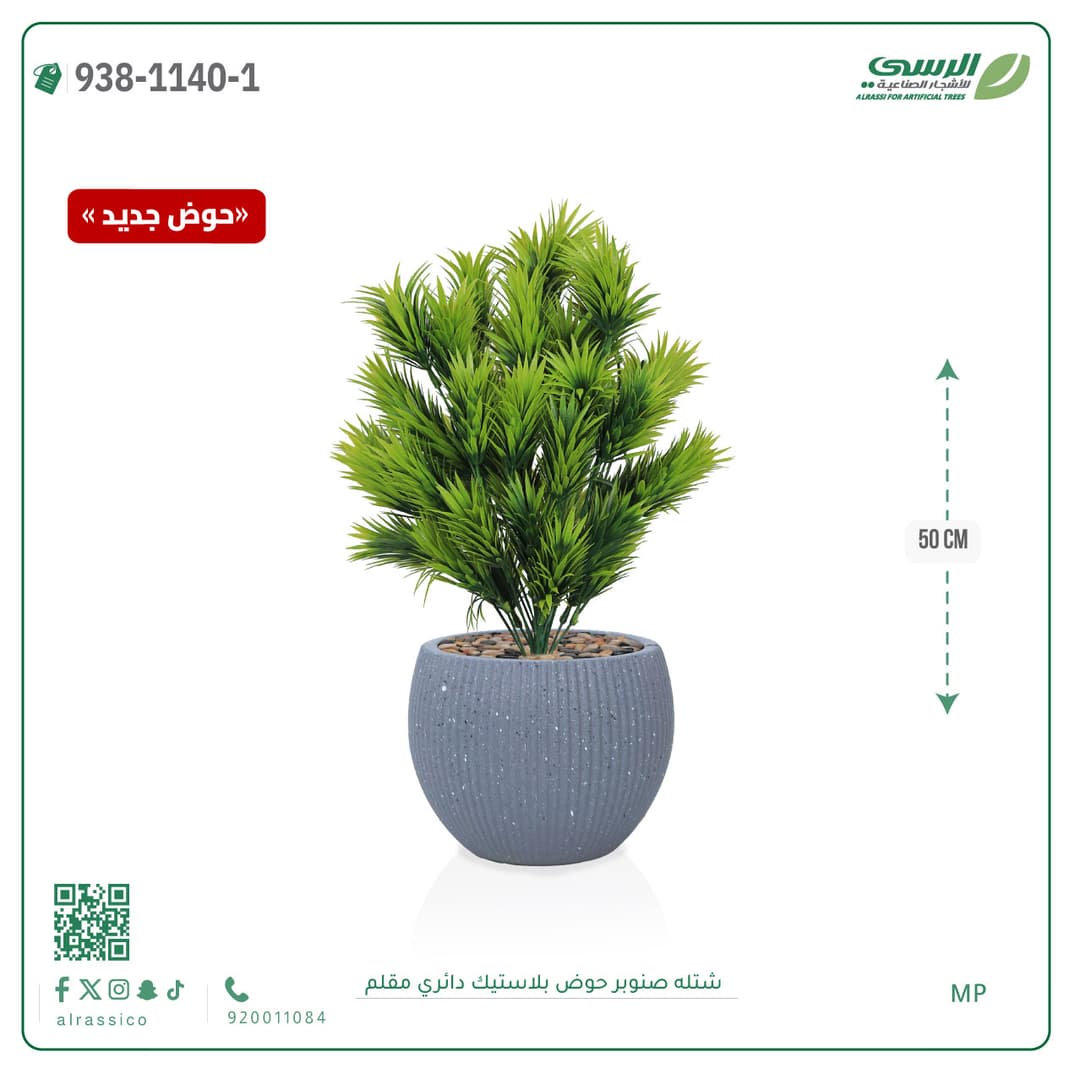 Pine Plant in Striped Round Plastic Pot