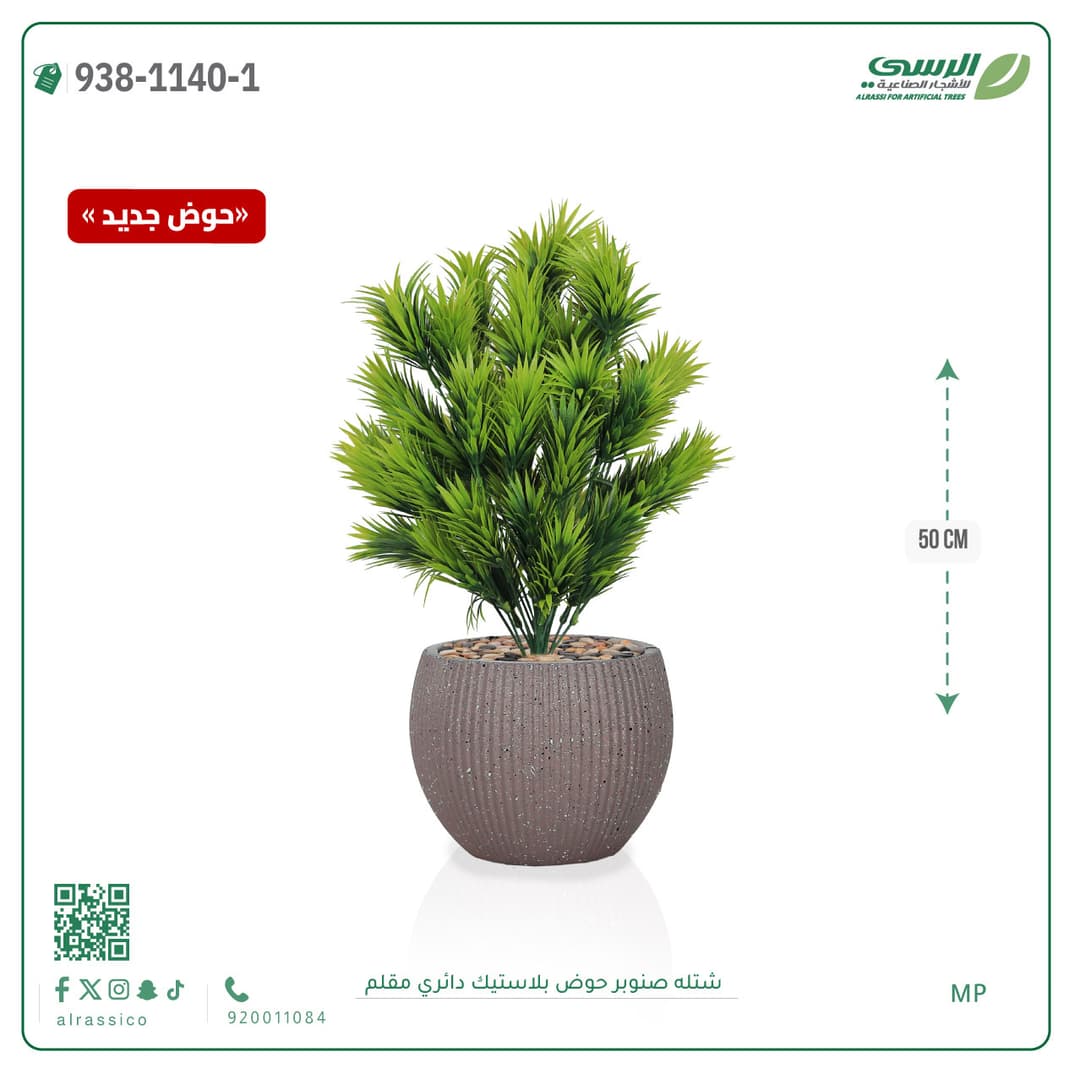 Pine Plant in Striped Round Plastic Pot