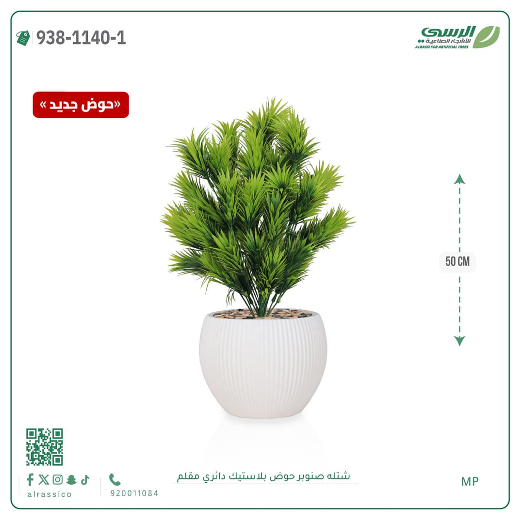 Pine Plant in Striped Round Plastic Pot