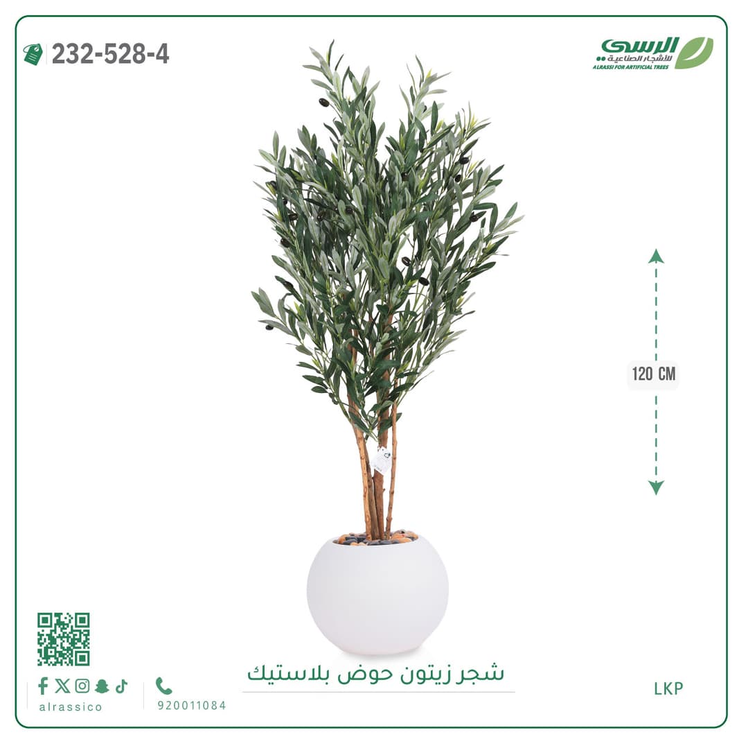 شجر زيتون حوض بلاستيك دائرى