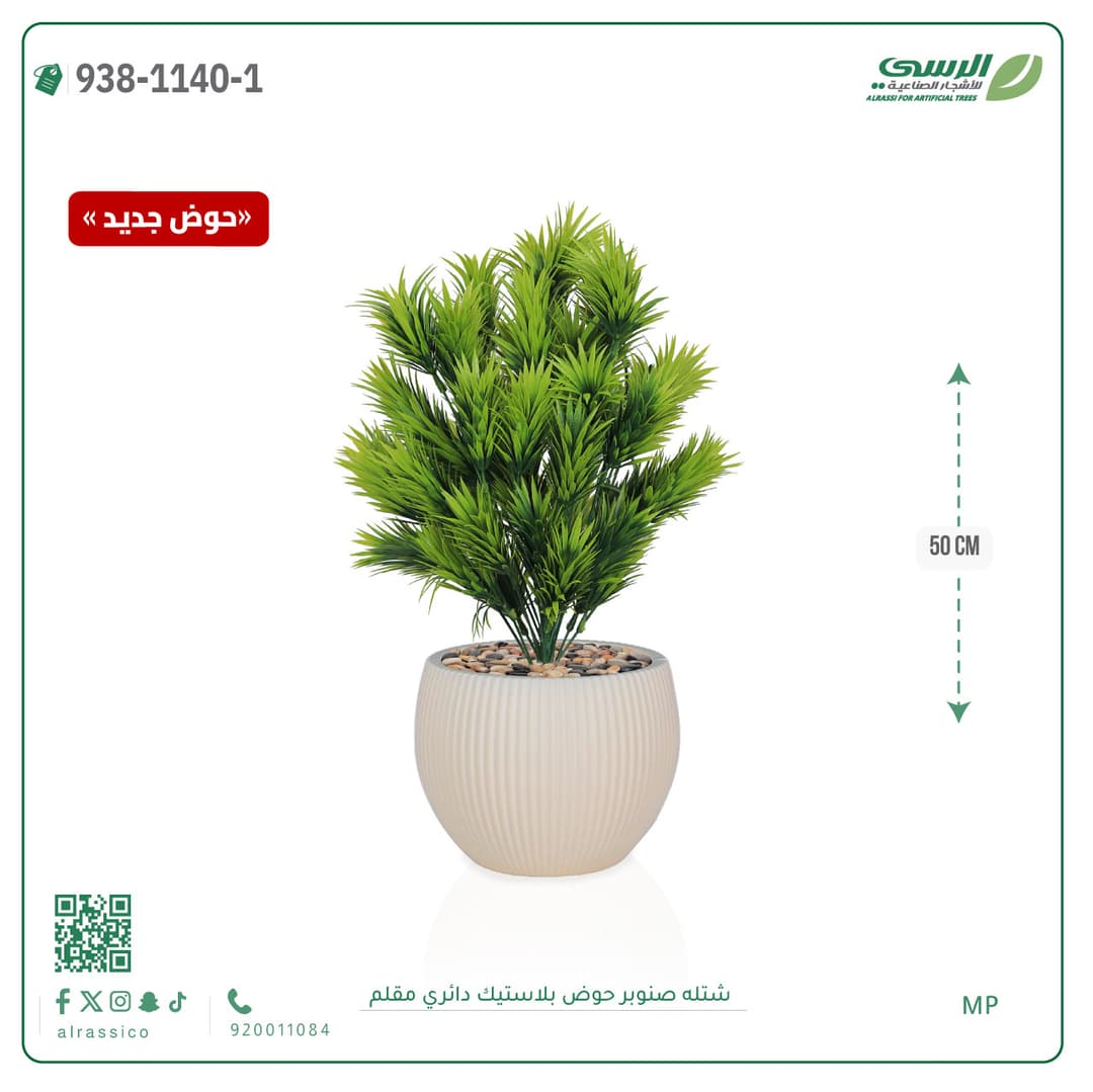 Pine Plant in Striped Round Plastic Pot